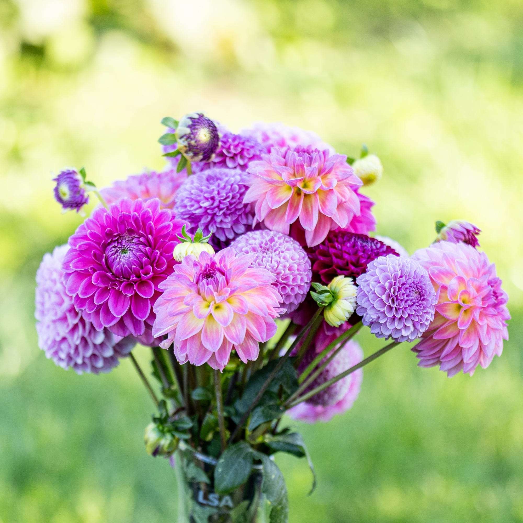 Dahliamix 'Crown Jewels'